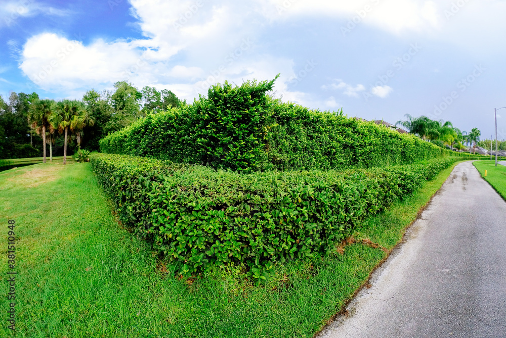 Naklejka premium Green Ivy Wall and blue sky
