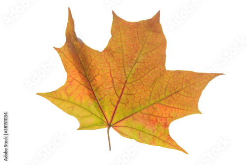 Bright, yellow autumn maple leaf on a white background. Horizontal photo, isolated, close-up. The idea is a template for design.