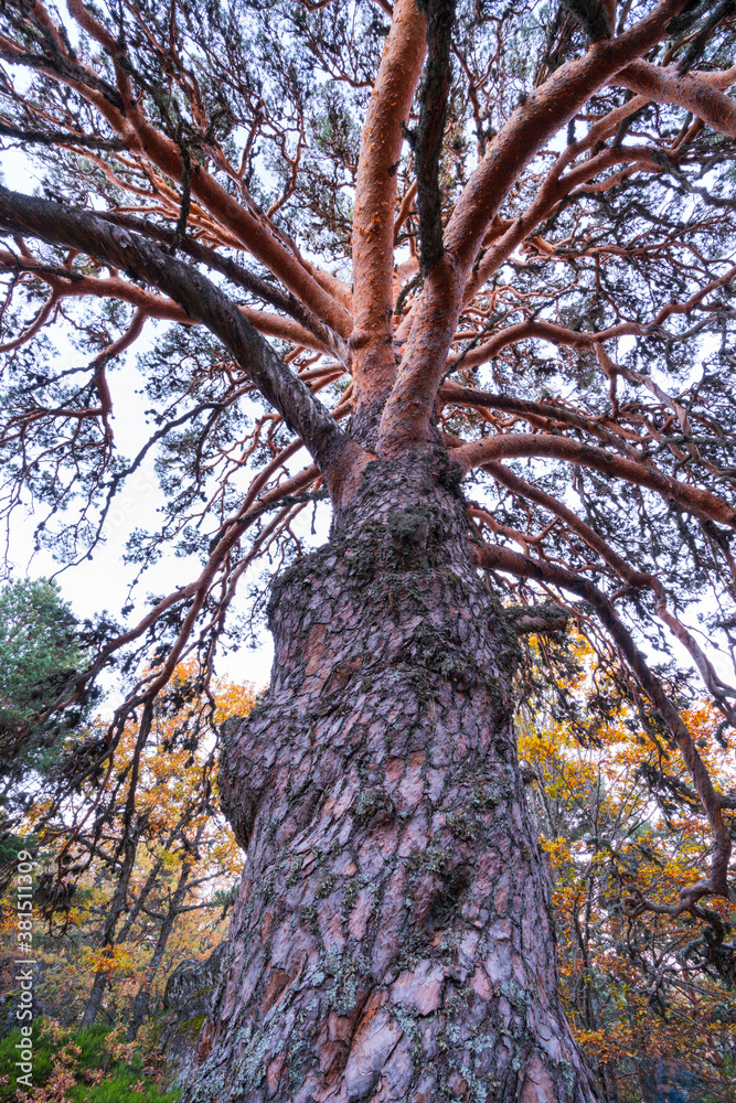 Fototapeta premium PINO SILVESTRE - SCOTS PINE (Pinus sylvestris), Parque Natural 'Laguna Negra y Circos Glaciares de Urbión', Soria province, Castilla y Leon, Spain, Europe