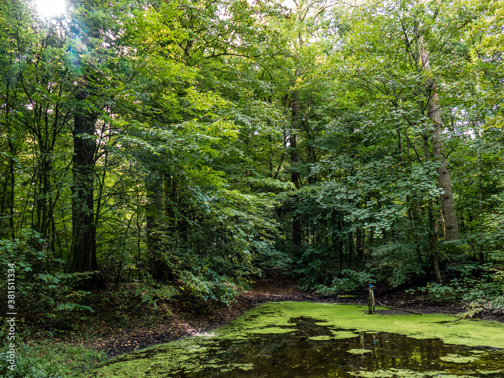Obraz premium Tümpel im Wald