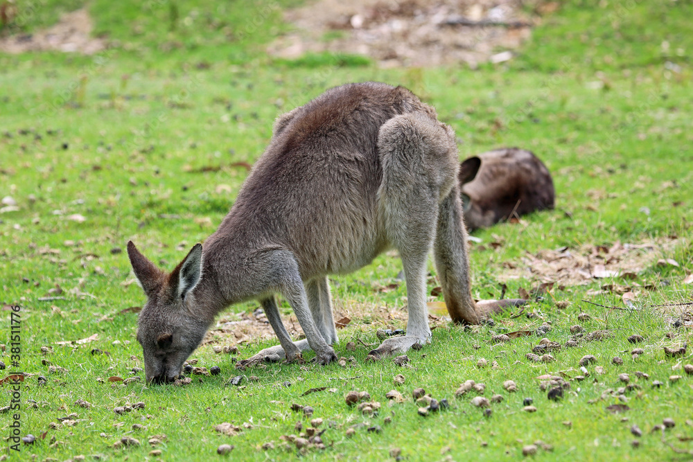 Kangaroo grazing - Victoria, Australia Kangaroo grazing - Victoria, Australia