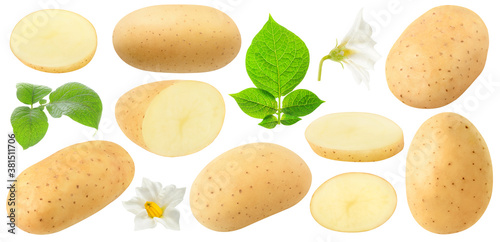 Isolated potato collection. Whole and cut raw potato fruits, flowers and leaves isolated on white background