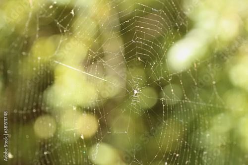 Spider Web in the Sun