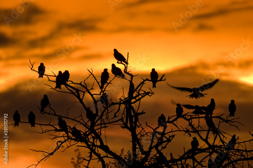 Black Kites, Nxai Pan National Park, Botswana photo