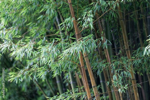 Fototapeta Naklejka Na Ścianę i Meble -  Leaves and steams of moso bamboo, Phyllostachys edulis