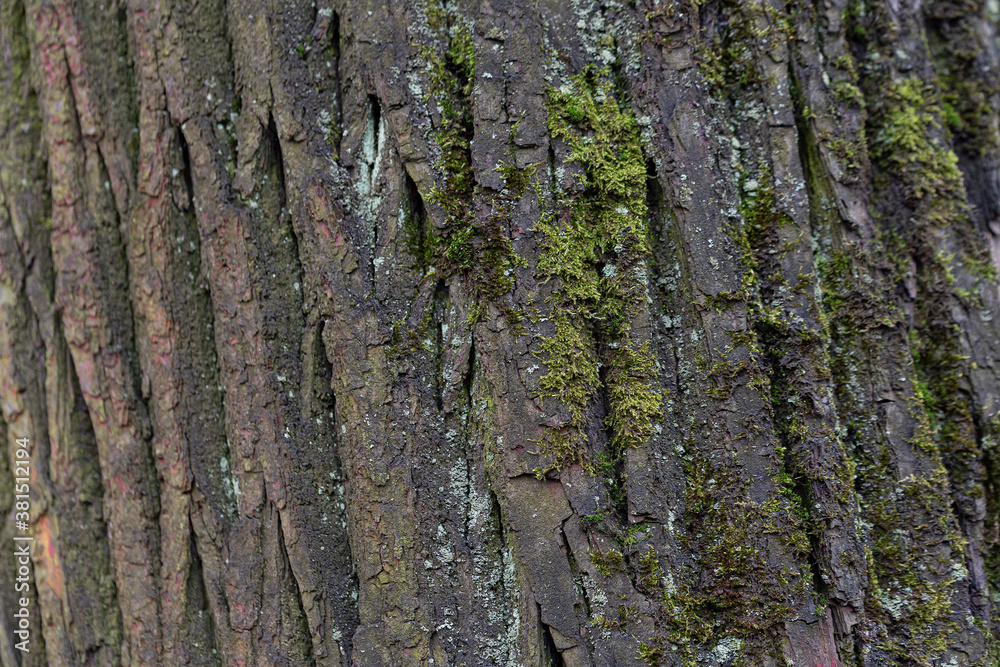 Natural texture of tree bark. Old tree trunk close-up. Natural wood background with bark patterns. Natural texture of tree bark. Old tree trunk close-up. Natural wood background with bark patterns.