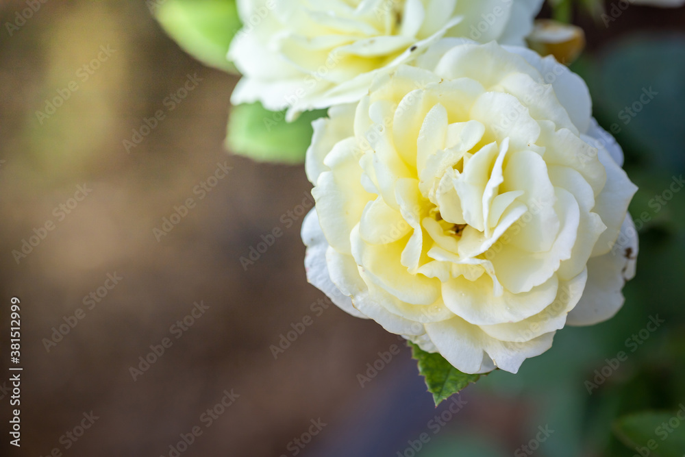 Roses in the garden