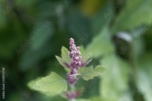 Flowers of a tree spinach  Chenopodium giganteum