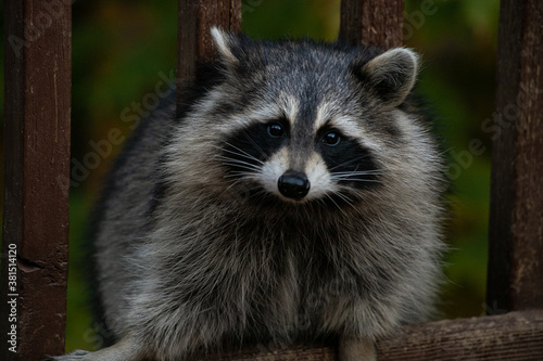 Raccoon on a wooden deck © Pam