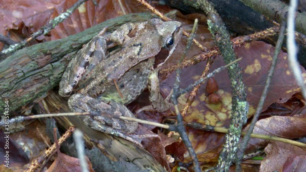 frosch, wald, waldboden, feucht, froschschenkel, augen, sitzen, kröte, flusskröte, flußkröte, ast, geäst, blatt, amphibie, tier, frösche, natur, wild lebende tiere, green, braun, makro, wasser, gras, 