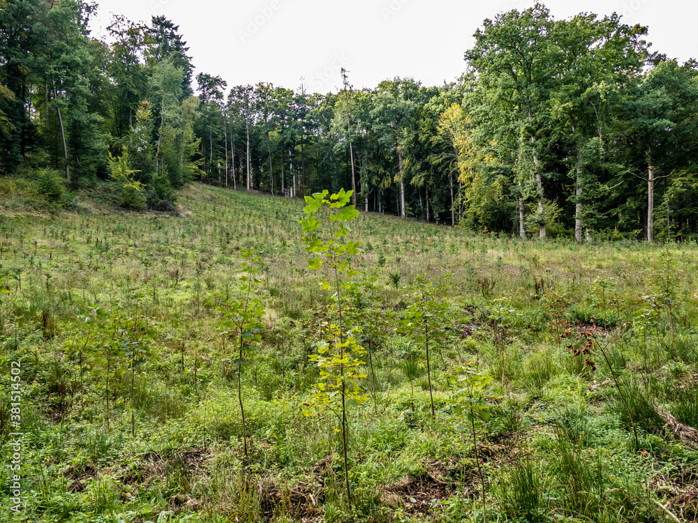 Fototapeta premium Wiederaufforstung durch Neuanpflanzung im Mischwald