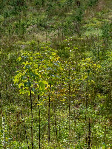 Wiederaufforstung durch Neuanpflanzung im Mischwald