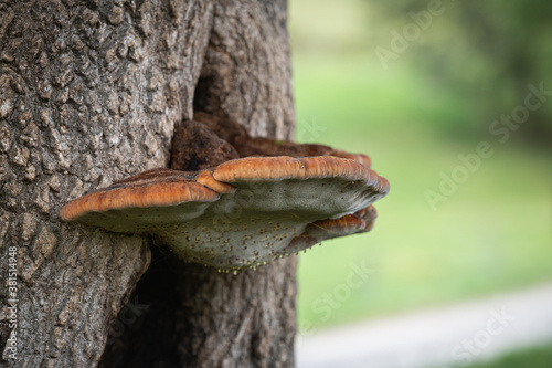 Polypore mushroom on a tree