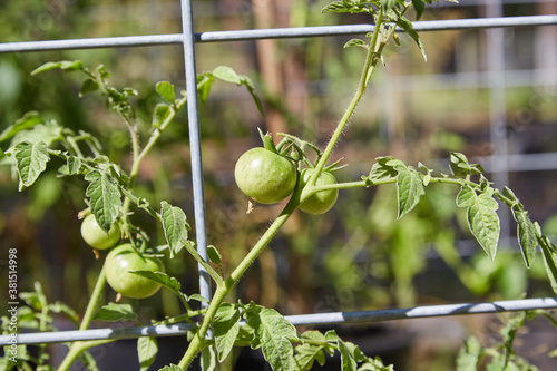 tomato plant growing on metal trellis  photo