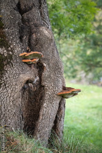 Polypore mushroom on a tree