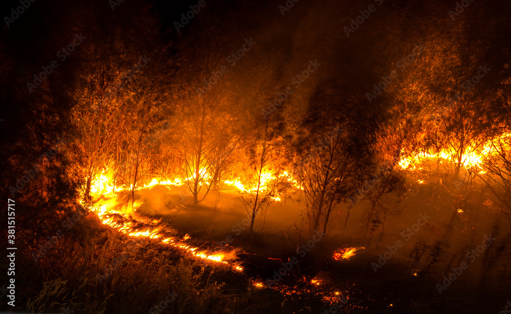 Burning grass and forest Burning grass and forest