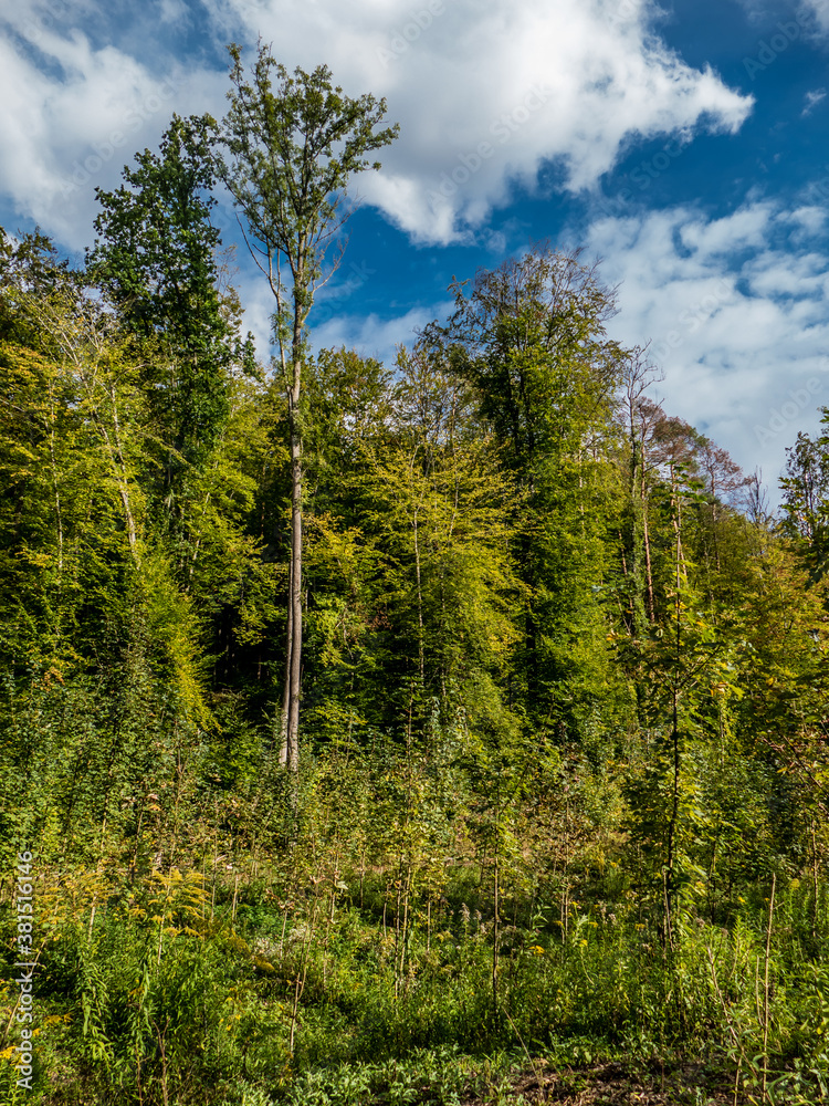 Wiederaufforstung durch Neuanpflanzung im Mischwald Wiederaufforstung durch Neuanpflanzung im Mischwald