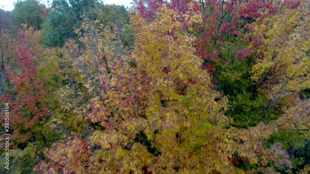 Aerial Drone - Fly Through Trees in Full Yellow and Red in Fall in Vermont. Aerial Drone - Fly Through Trees in Full Yellow and Red in Fall in Vermont.