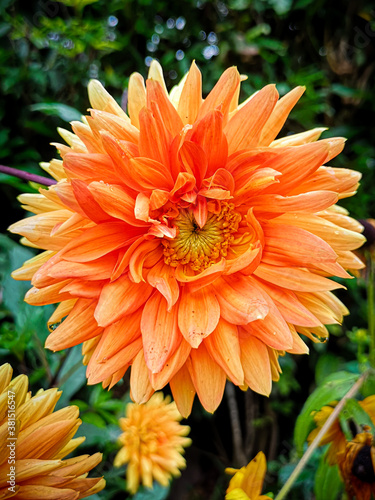 ORANGE FLOWER IN NATURE WITH A CENTER LIKE THE EYE OF SAURON