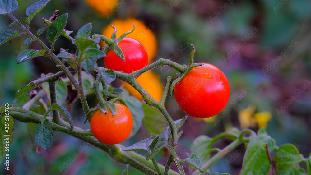 Gros plan tomates céries