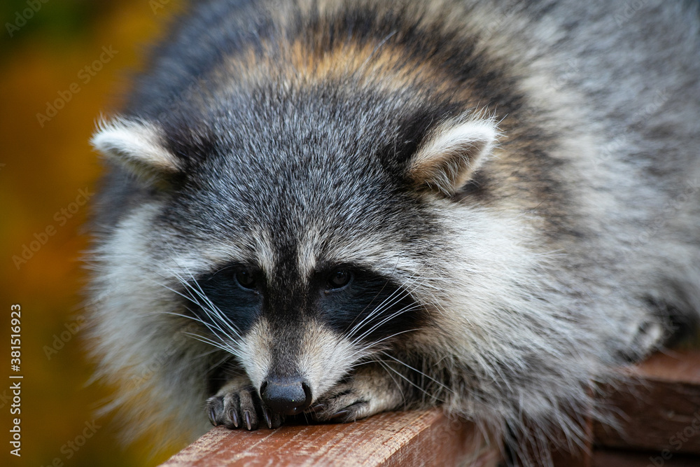 portrait of a raccoon