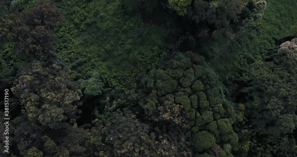 Treetops in Ho'omaluhia botanical garden, overhead aerial Treetops in Ho'omaluhia botanical garden, overhead aerial