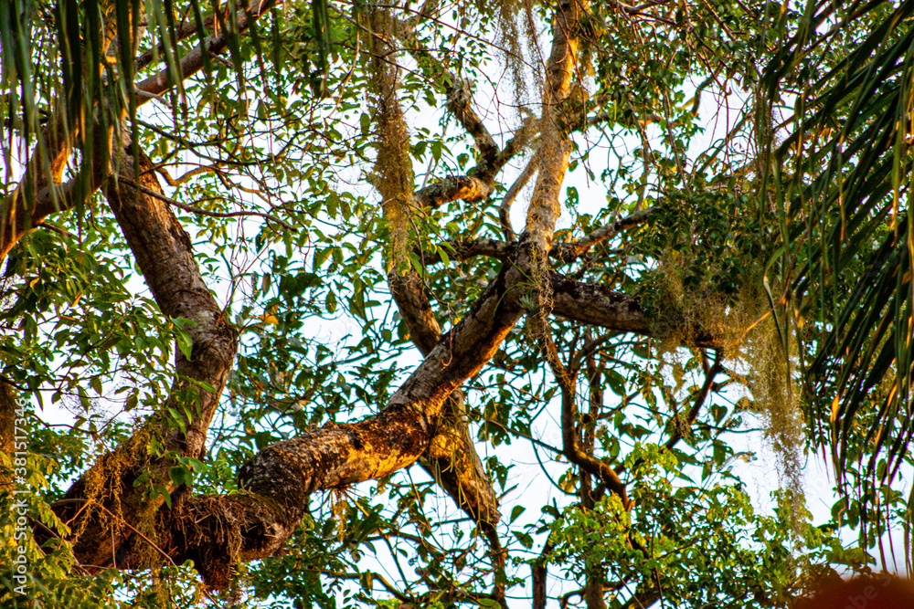 Obraz premium tree in the park