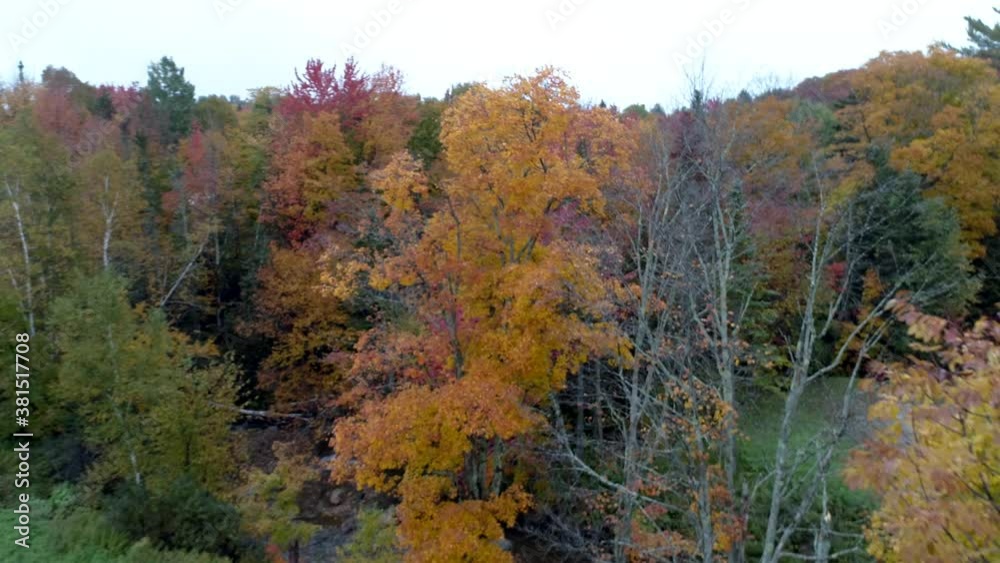 Aerial Drone - Fly Into Trees in Full Yellow Color in Fall in Vermont. Aerial Drone - Fly Into Trees in Full Yellow Color in Fall in Vermont.