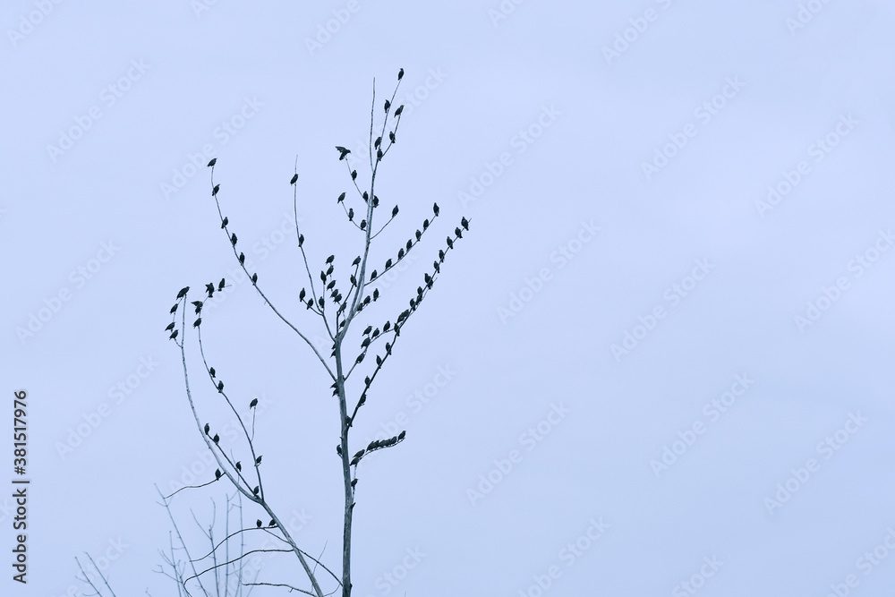 Obraz premium Flock of Common Starlings perched at top of a dead tree