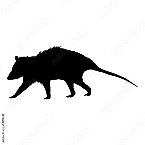 Walking Possum Silhouette. Good To Use For Element Print Book, Animal Book and Animal Content