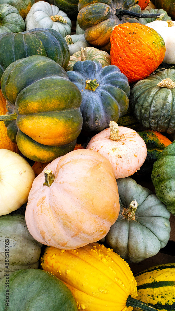 many different pumpkins top view