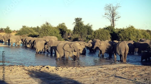A parade or herd of elephants is seen drinking from a natural water hole in Botswana
