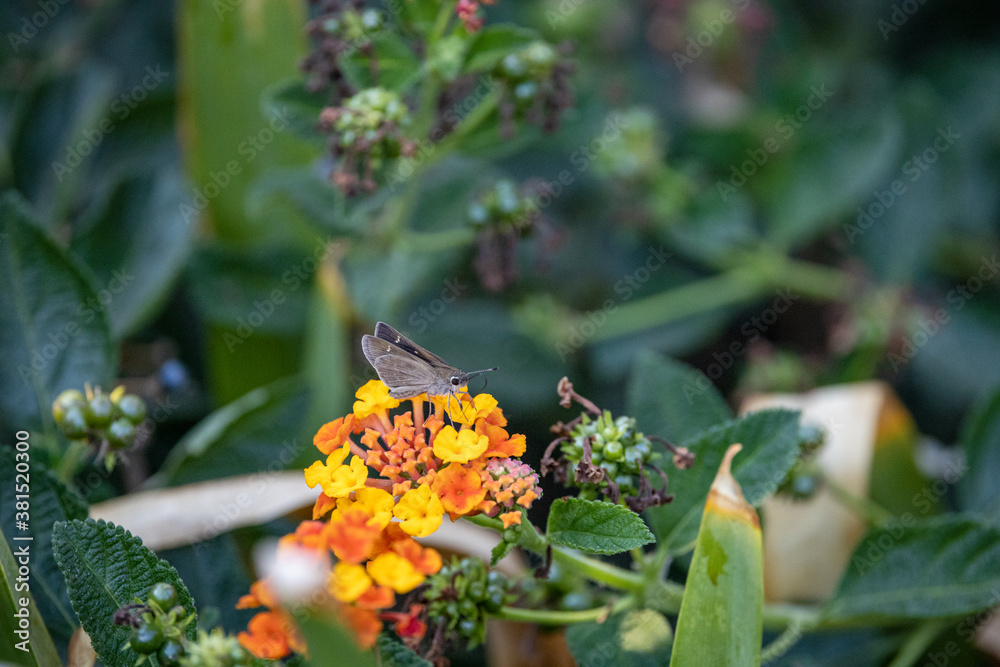butterfly on lantana flower butterfly on lantana flower