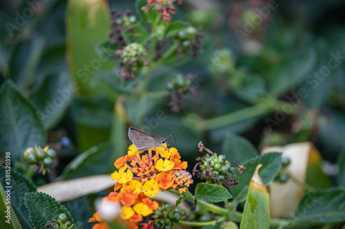 butterfly on lantana flower