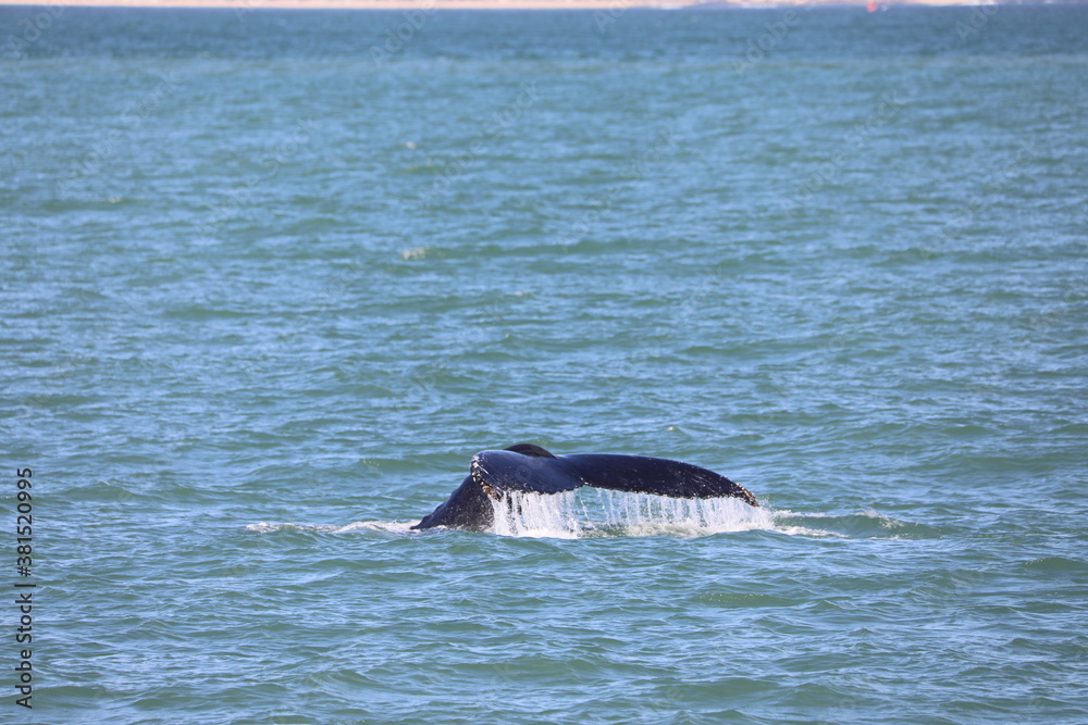 Fototapeta premium whale on the sea
