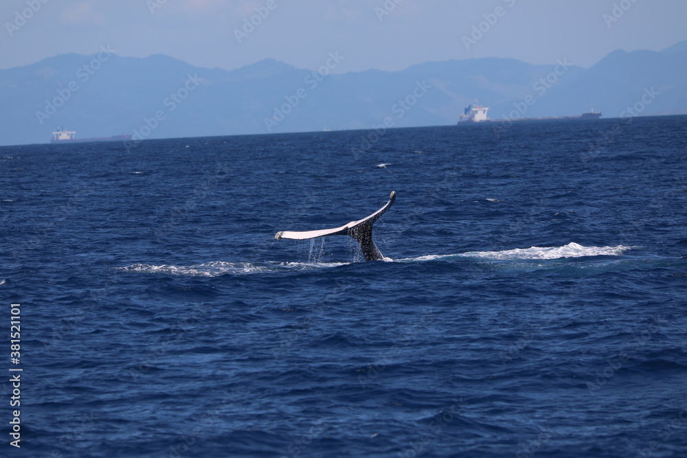 Fototapeta premium whale on the sea