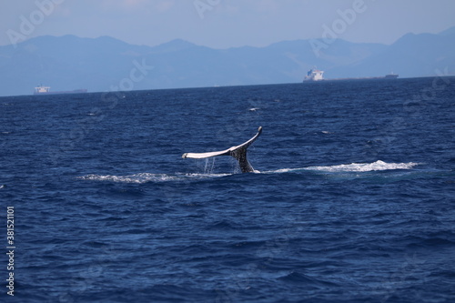 whale on the sea
