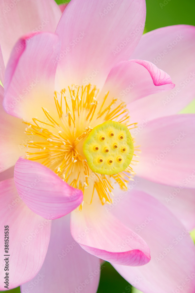 ハスの花