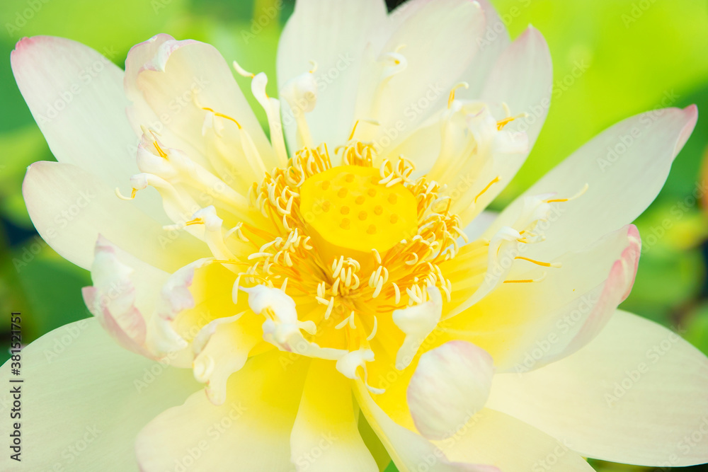 ハスの花 ハスの花