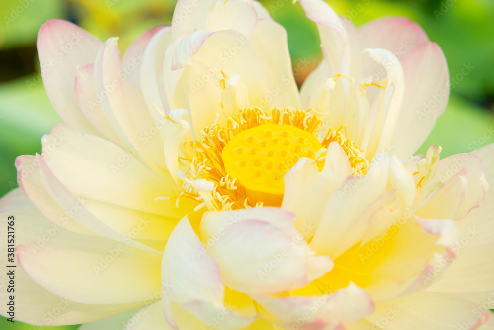 ハスの花 ハスの花