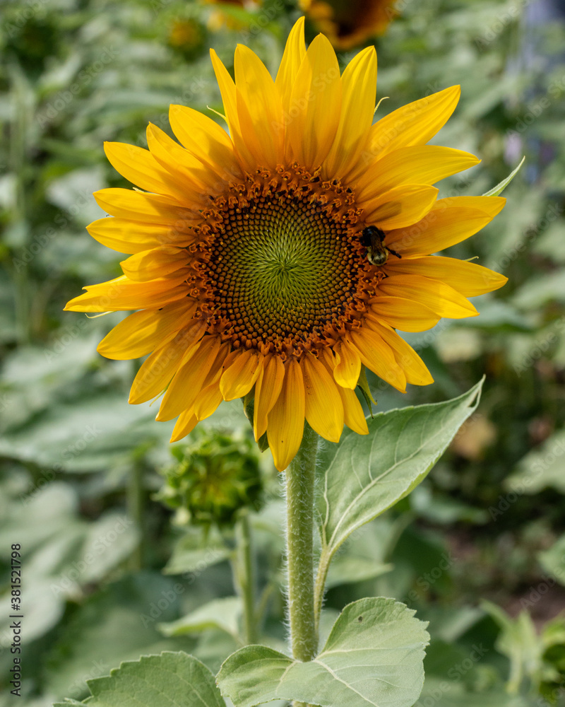Obraz premium Sunflower in full bloom
