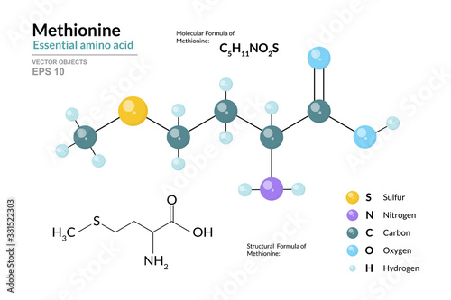 Methionine. Met C5H11NO2S. Essential Amino Acid. Structural Chemical Formula and Molecule 3d Model. Atoms with Color Coding. Vector Illustration