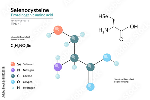 Selenocysteine. Sec C3H7NO2Se. Proteinogenic Amino Acid. Structural Chemical Formula and Molecule 3d Model. Atoms with Color Coding. Vector Illustration