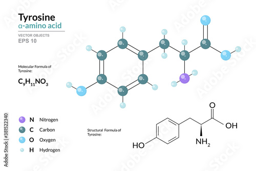 Tyrosine. Tyr C9H11NO3. α-Amino Acid. Structural Chemical Formula and Molecule 3d Model. Atoms with Color Coding. Vector Illustration