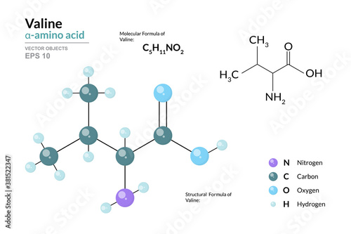Valine. Val C5H11NO2. α-Amino Acid. Structural Chemical Formula and Molecule 3d Model. Atoms with Color Coding. Vector Illustration