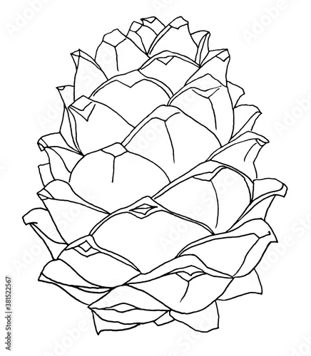 Black line art realistic cedar pine cone isolated on white background. Art creative nature hand-drawn object for card, textile, coloring book, wrapping, florist