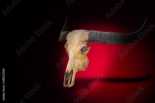 Skull, dead buffalo, skull, dead, horned, separated from white background, clipingpart