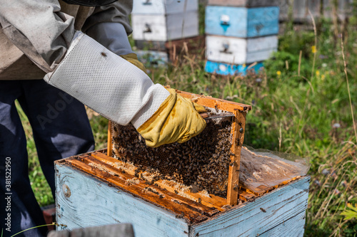 The beekeeper looks after bees, honeycombs full of honey, in a protective beekeeper's suit at apiary. Pure natural product from bee hive, yellow golden honey pulled out of beehouse. © romankosolapov