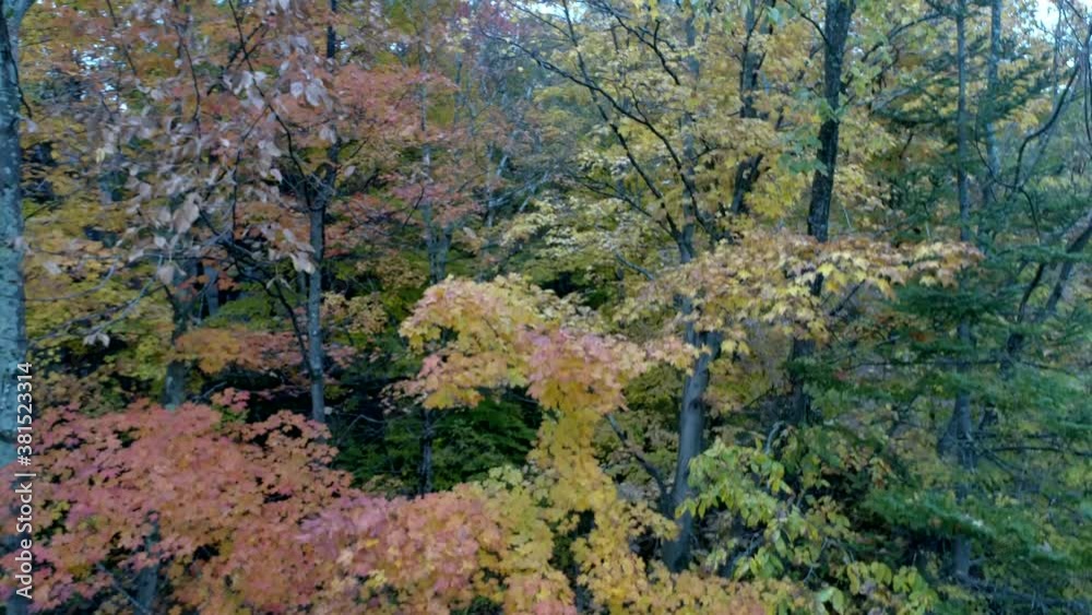 Aerial Drone - Rise Through Forest With Trees in Full Color in Fall in Vermont. Aerial Drone - Rise Through Forest With Trees in Full Color in Fall in Vermont.