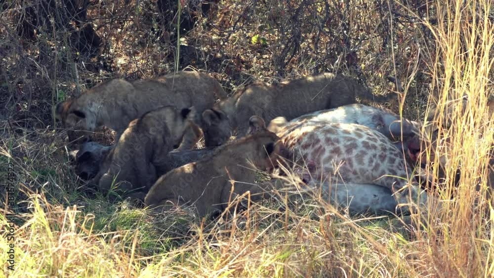 Lion cubs attempt to eat a giraffe killed by their mother. Their teeth are not strong enough to break the skin. Lion cubs attempt to eat a giraffe killed by their mother. Their teeth are not strong enough to break the skin.